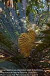 Encephalartos paucidentatus