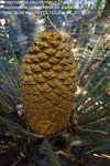 Encephalartos paucidentatus