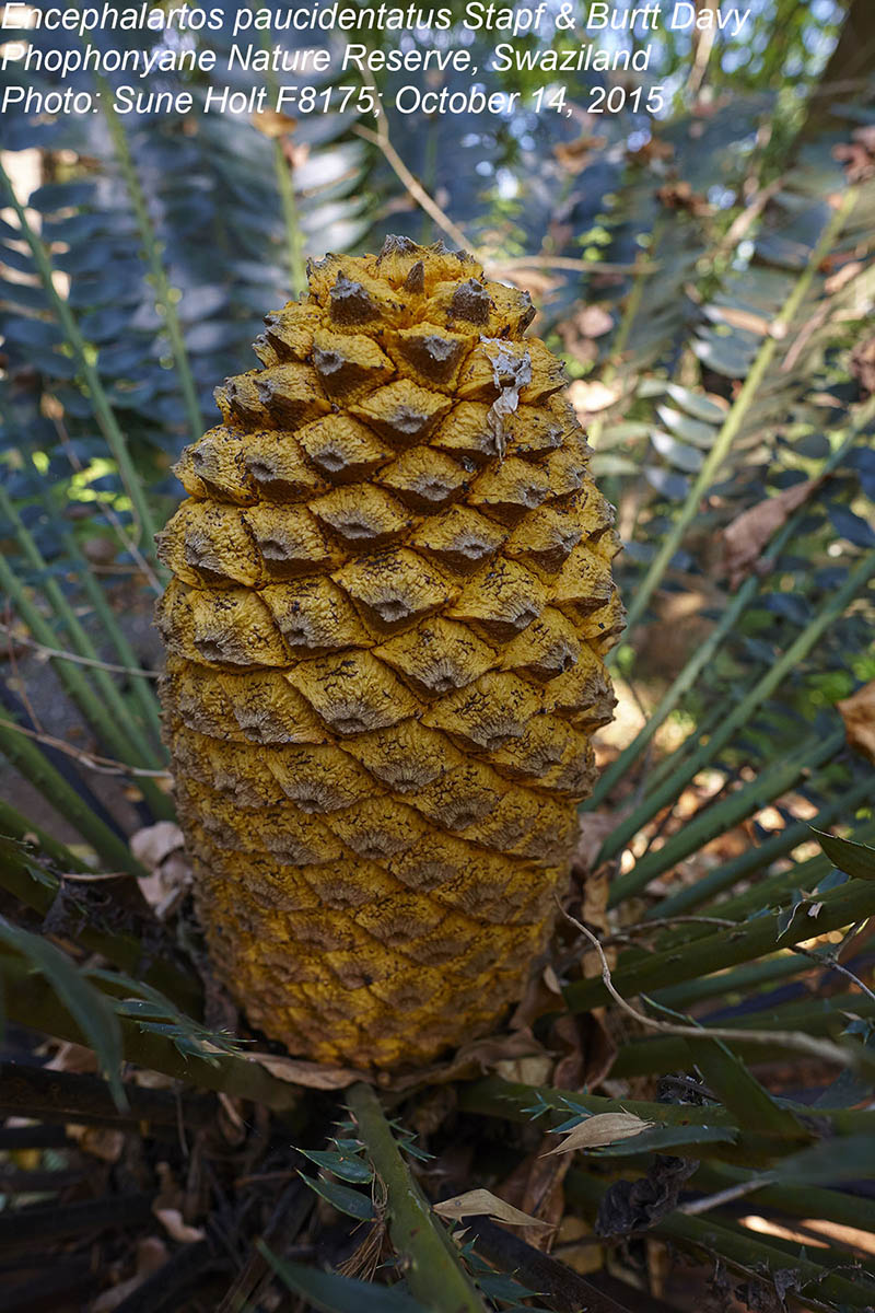 Encephalartos paucidentatus