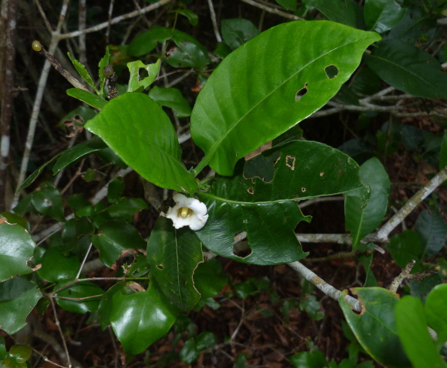 Gardenia transvenulosa