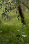 Combretum psidioides