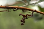 Combretum psidioides