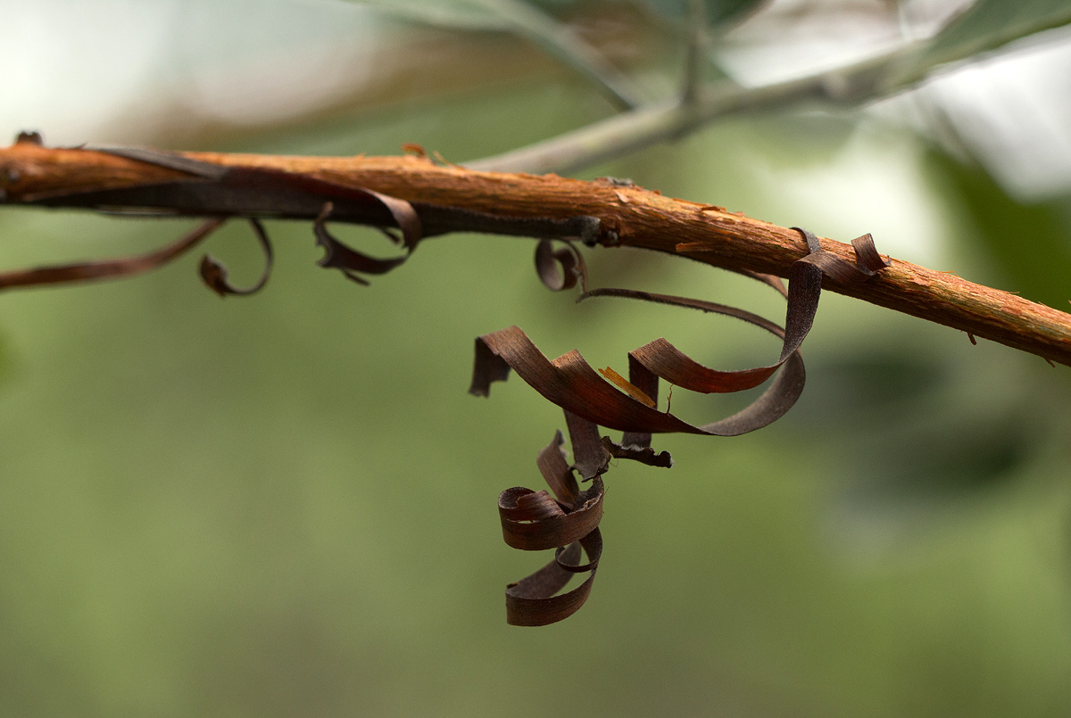 Combretum psidioides