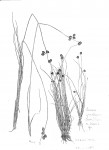 Nemum angolense