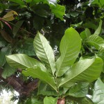 Lettowianthus stellatus