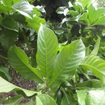Lettowianthus stellatus