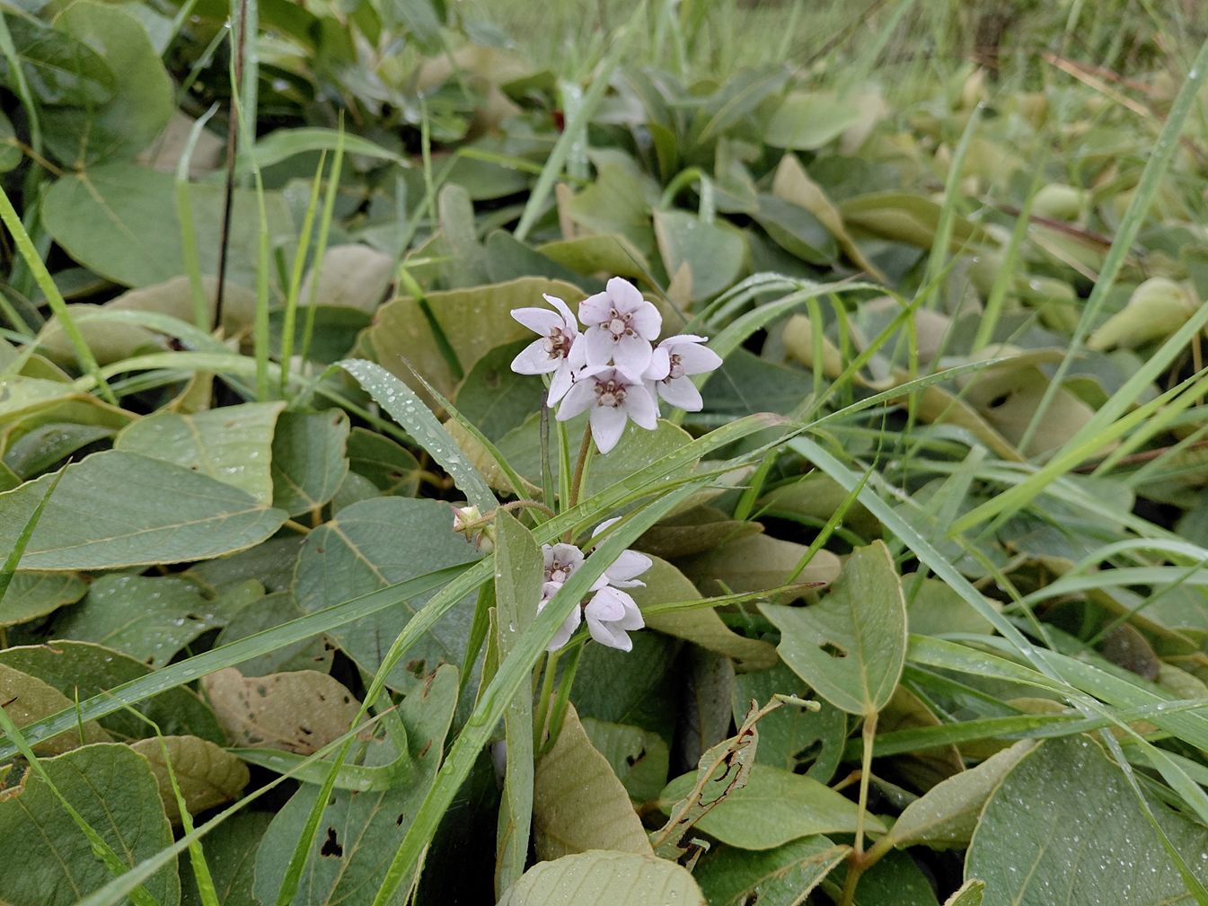 Asclepias foliosa