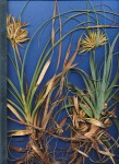 Cyperus crassipes