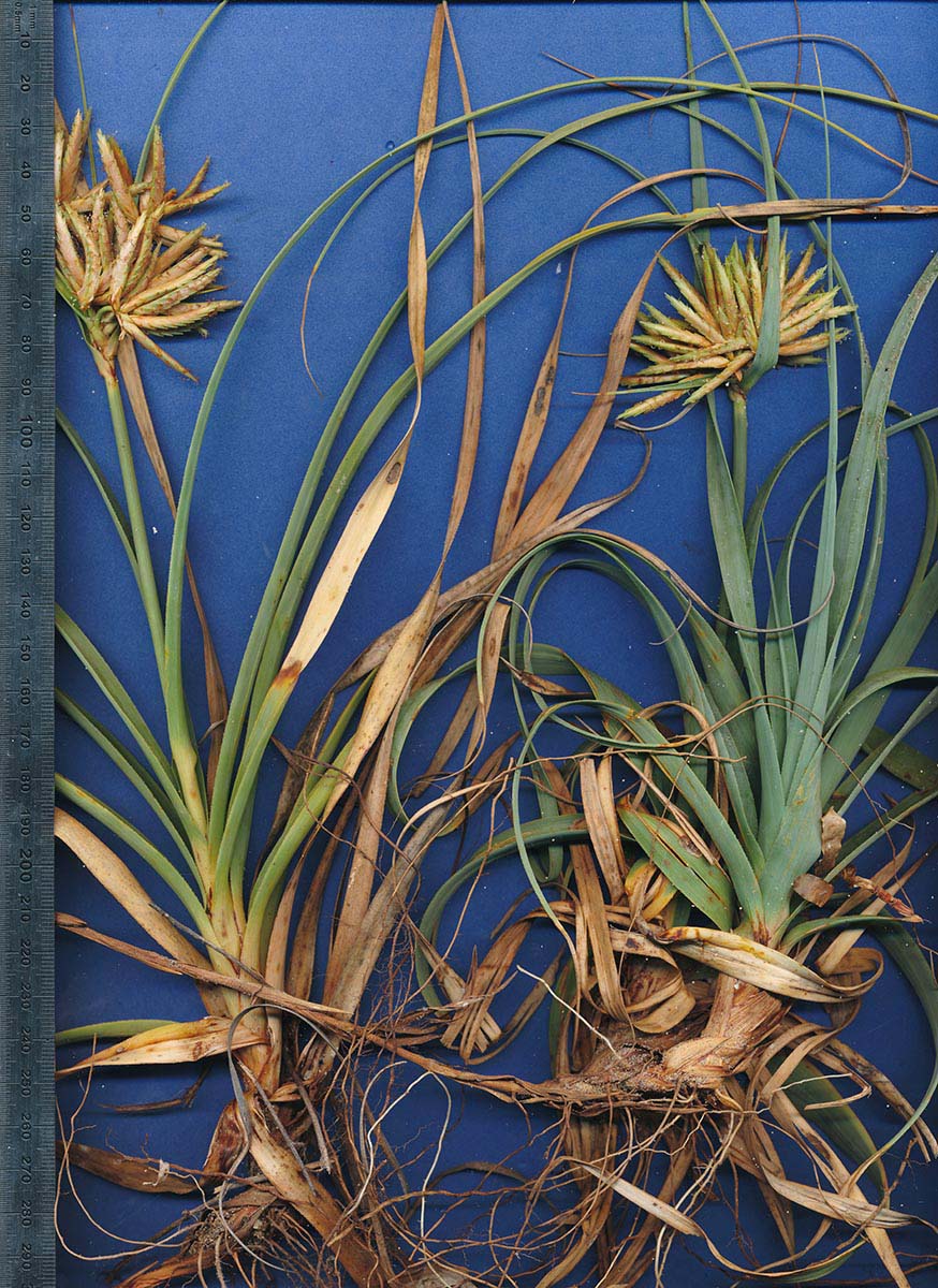 Cyperus crassipes