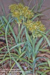Cyperus crassipes