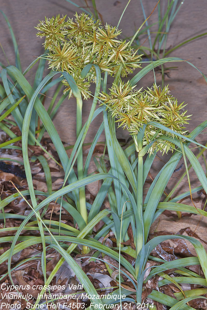 Cyperus crassipes