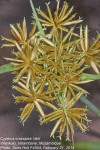 Cyperus crassipes