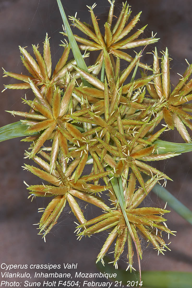 Cyperus crassipes