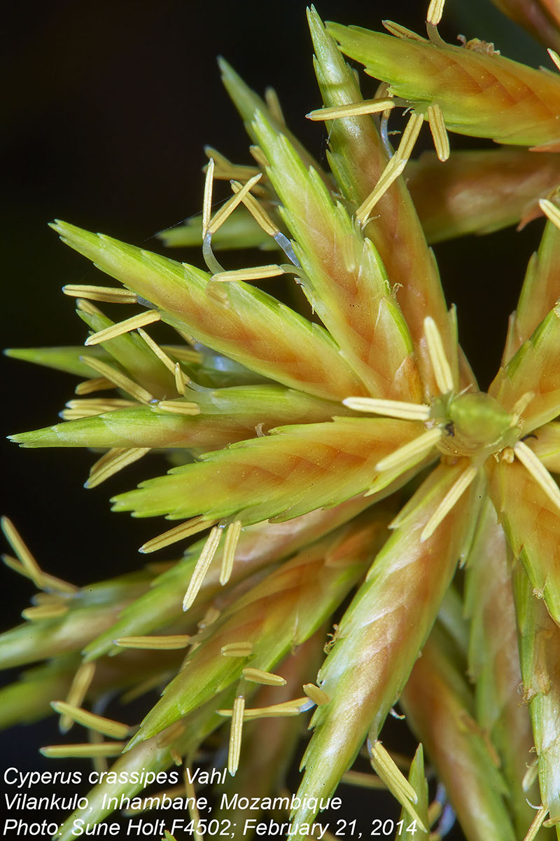 Cyperus crassipes