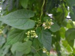 Pentarrhinum abyssinicum subsp. abyssinicum