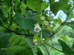 Pentarrhinum abyssinicum subsp. abyssinicum