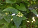 Pentarrhinum abyssinicum subsp. abyssinicum