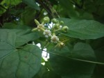 Pentarrhinum abyssinicum subsp. abyssinicum