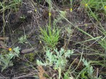 Emilia basifolia