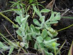 Emilia basifolia