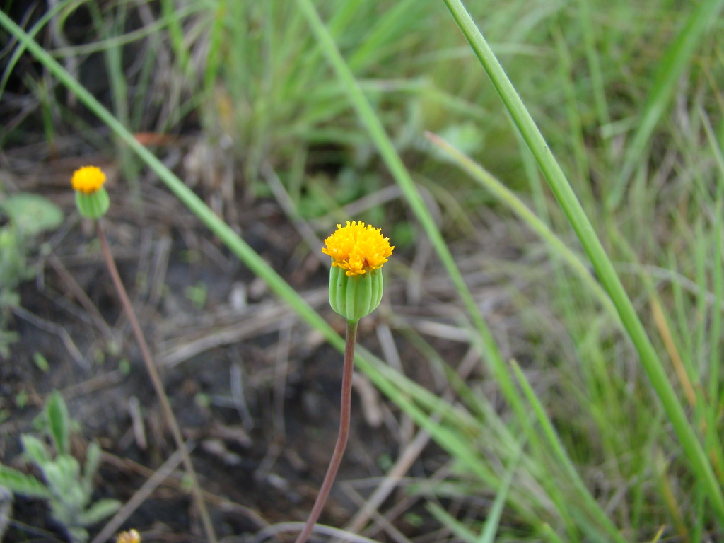 Emilia basifolia