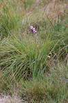 Gladiolus crassifolius 