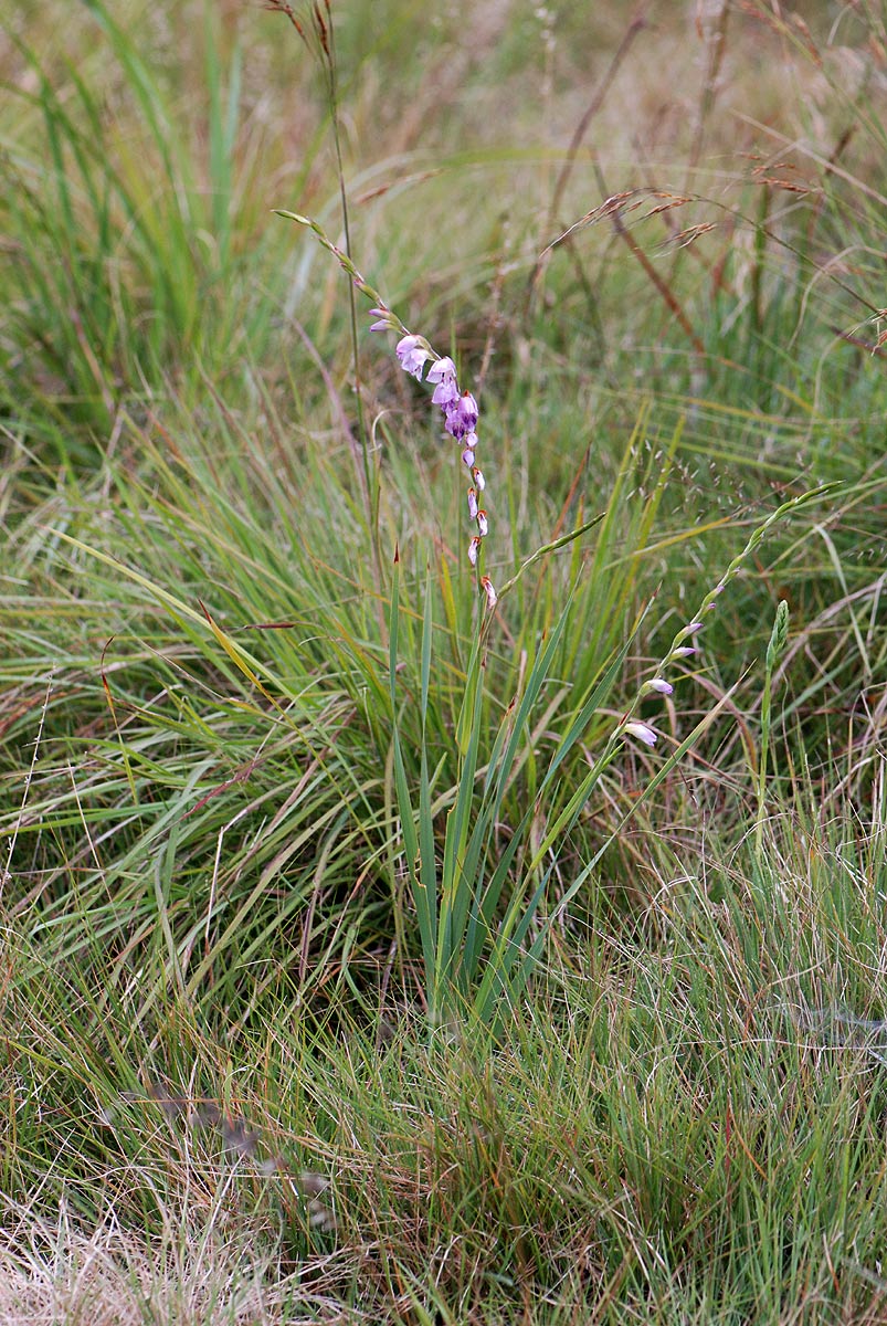 Gladiolus crassifolius 