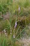 Gladiolus crassifolius 