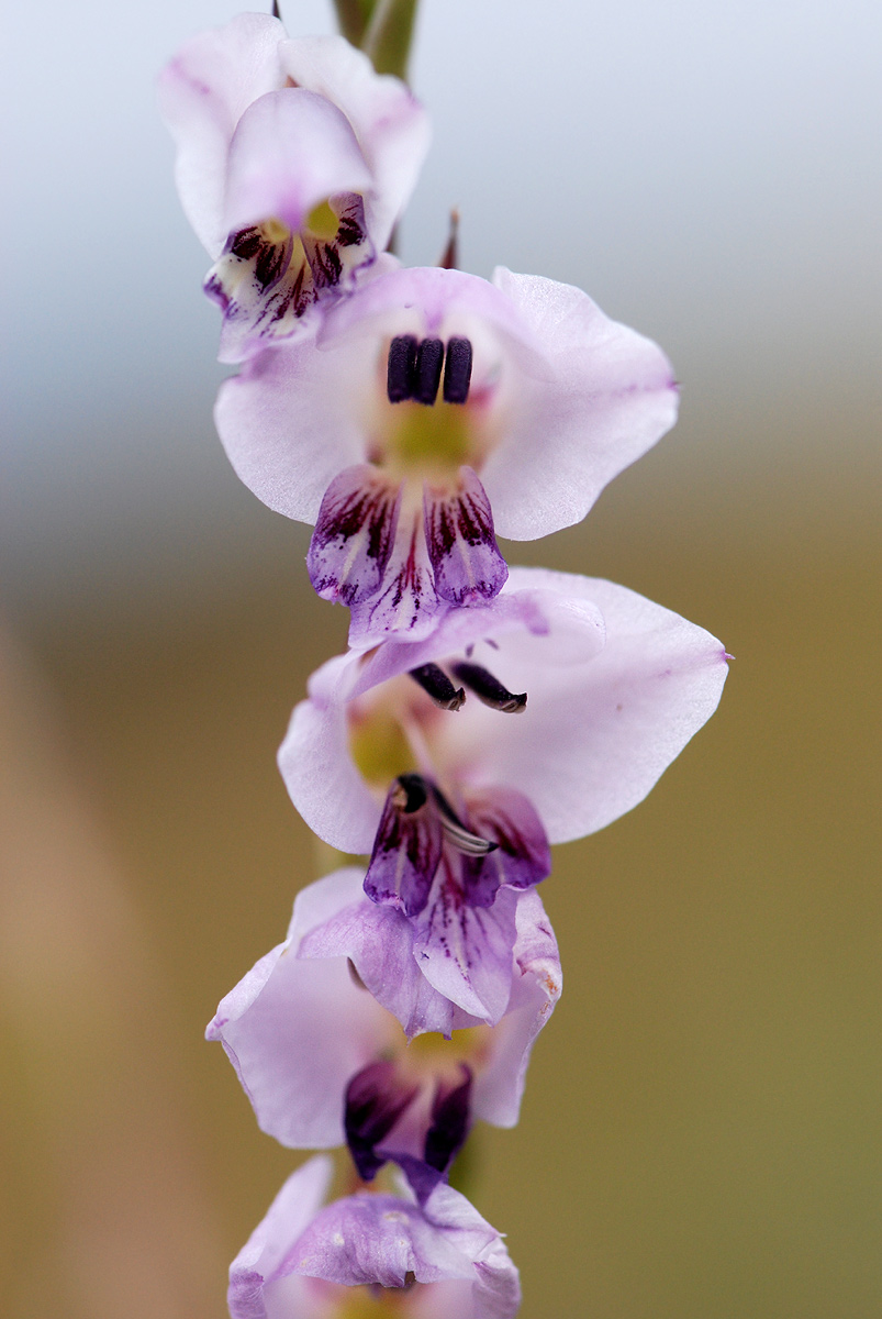 Gladiolus crassifolius 