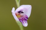 Gladiolus crassifolius 