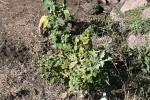 Solanum viarum