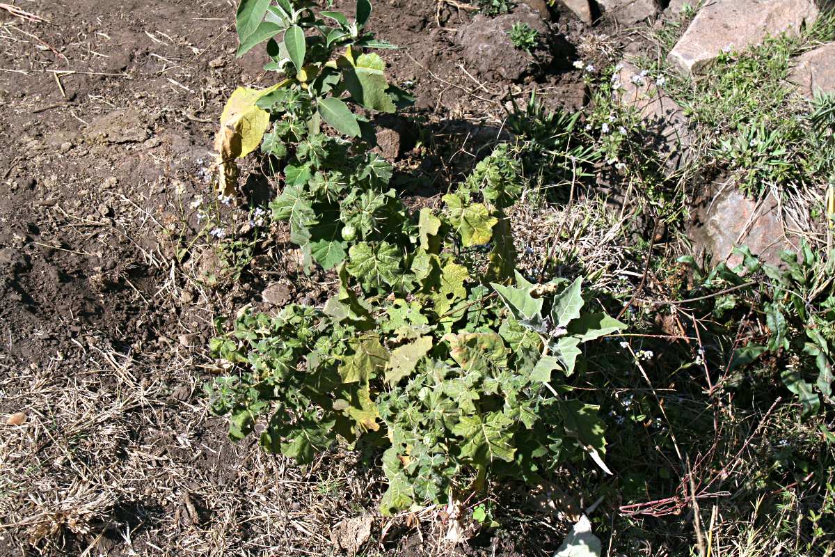 Solanum viarum