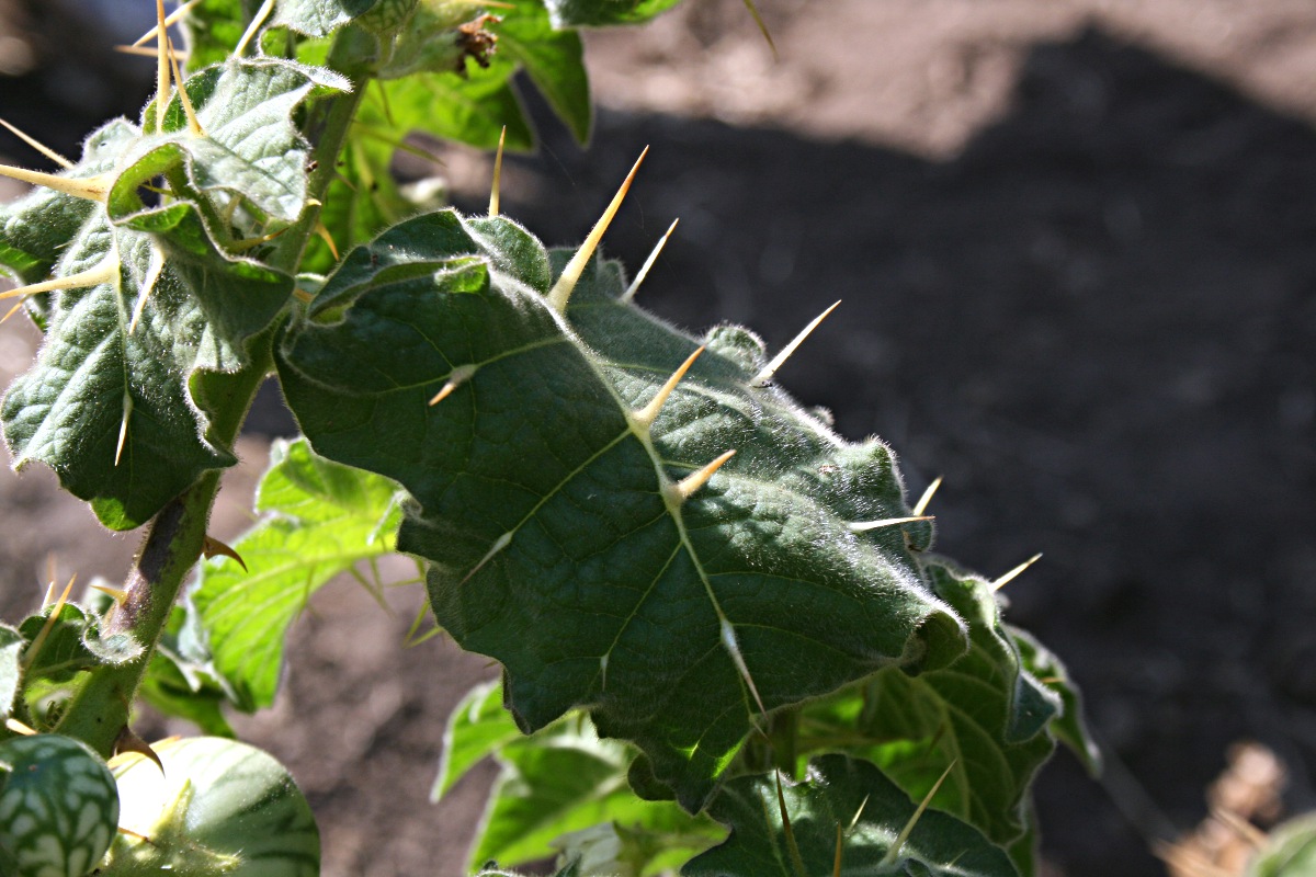 Solanum viarum