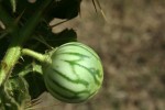 Solanum viarum