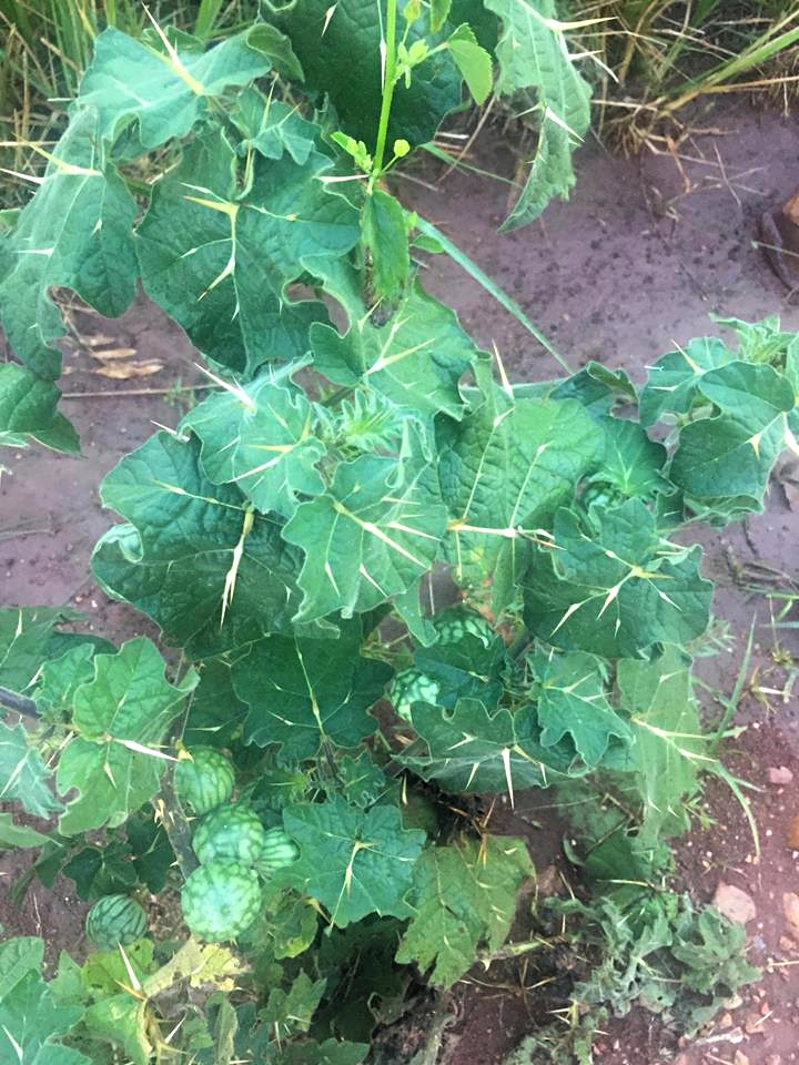 Solanum viarum