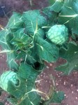 Solanum viarum