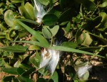 Cynanchum ellipticum