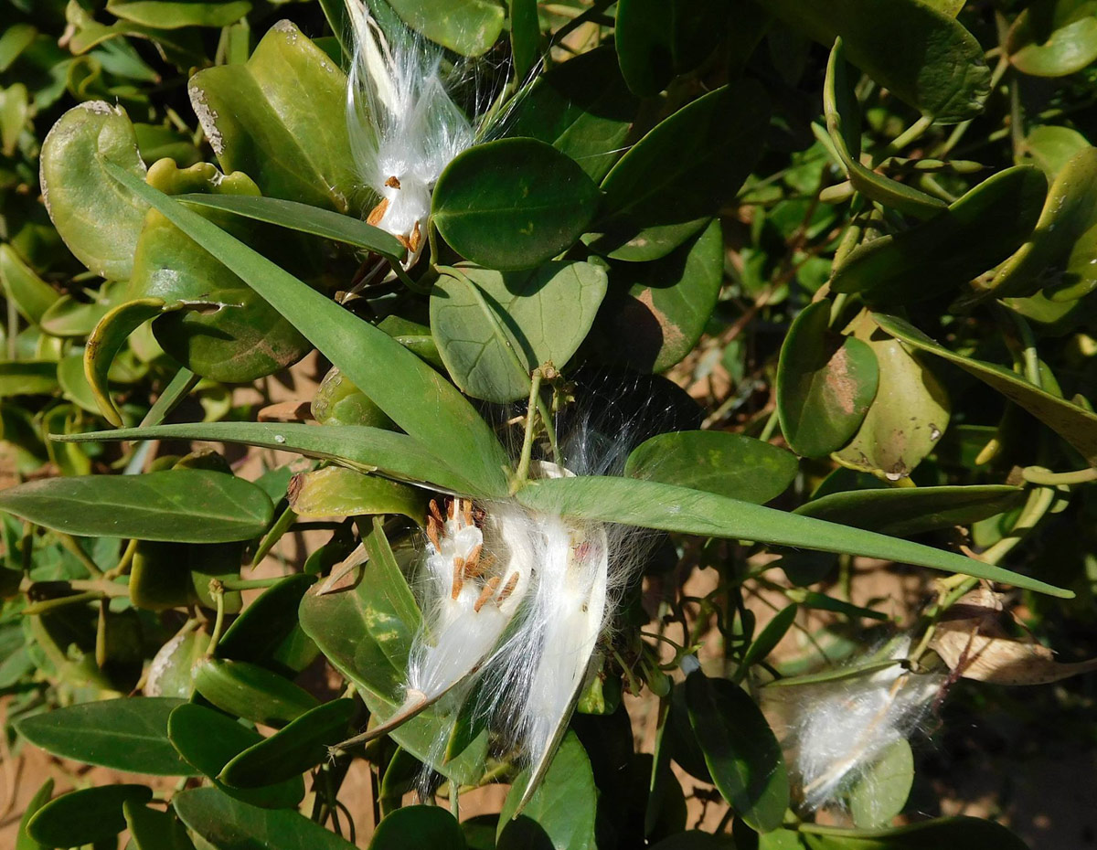 Cynanchum ellipticum