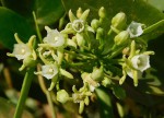 Cynanchum ellipticum