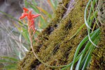 Aloe rulkensii