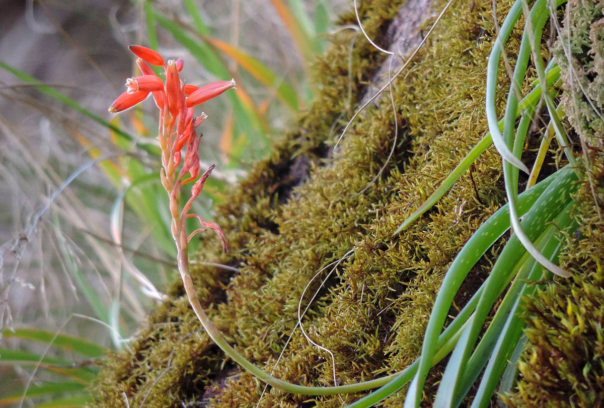 Aloe rulkensii