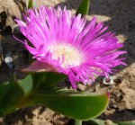 Carpobrotus dimidiatus