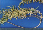 Caroxylon littoralis