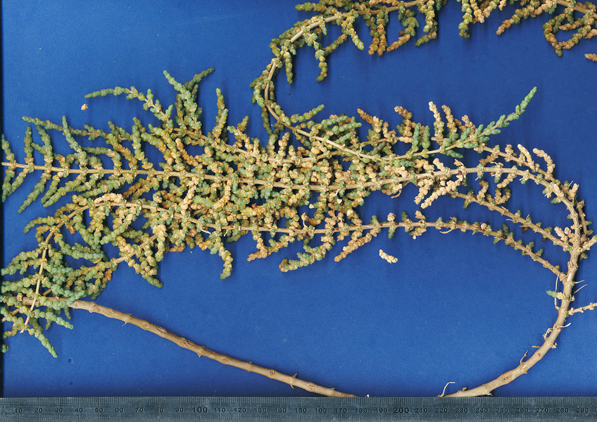 Caroxylon littoralis