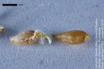 Caroxylon littoralis