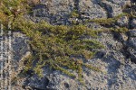 Caroxylon littoralis
