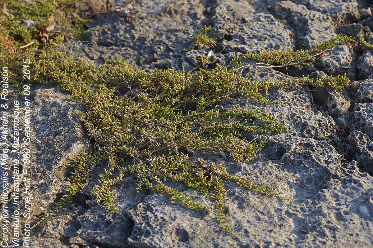 Caroxylon littoralis