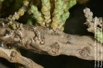 Caroxylon littoralis