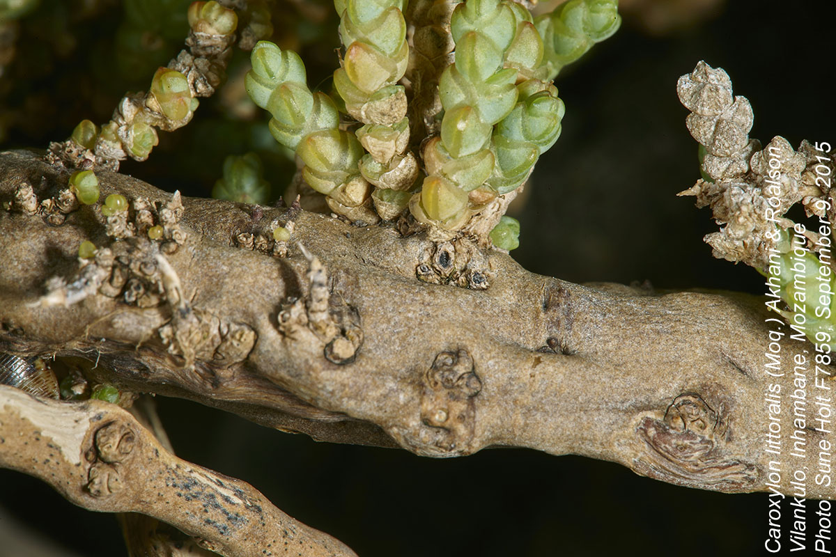 Caroxylon littoralis