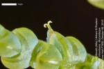Caroxylon littoralis